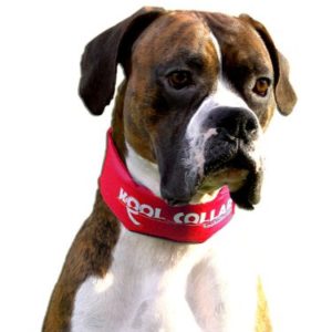 Kool-Collar