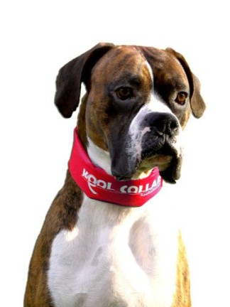 Kool-Collar